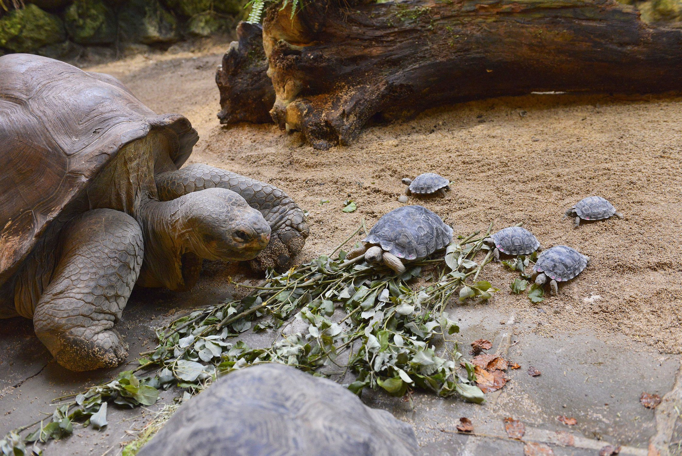 Old-turtle-4.jpg