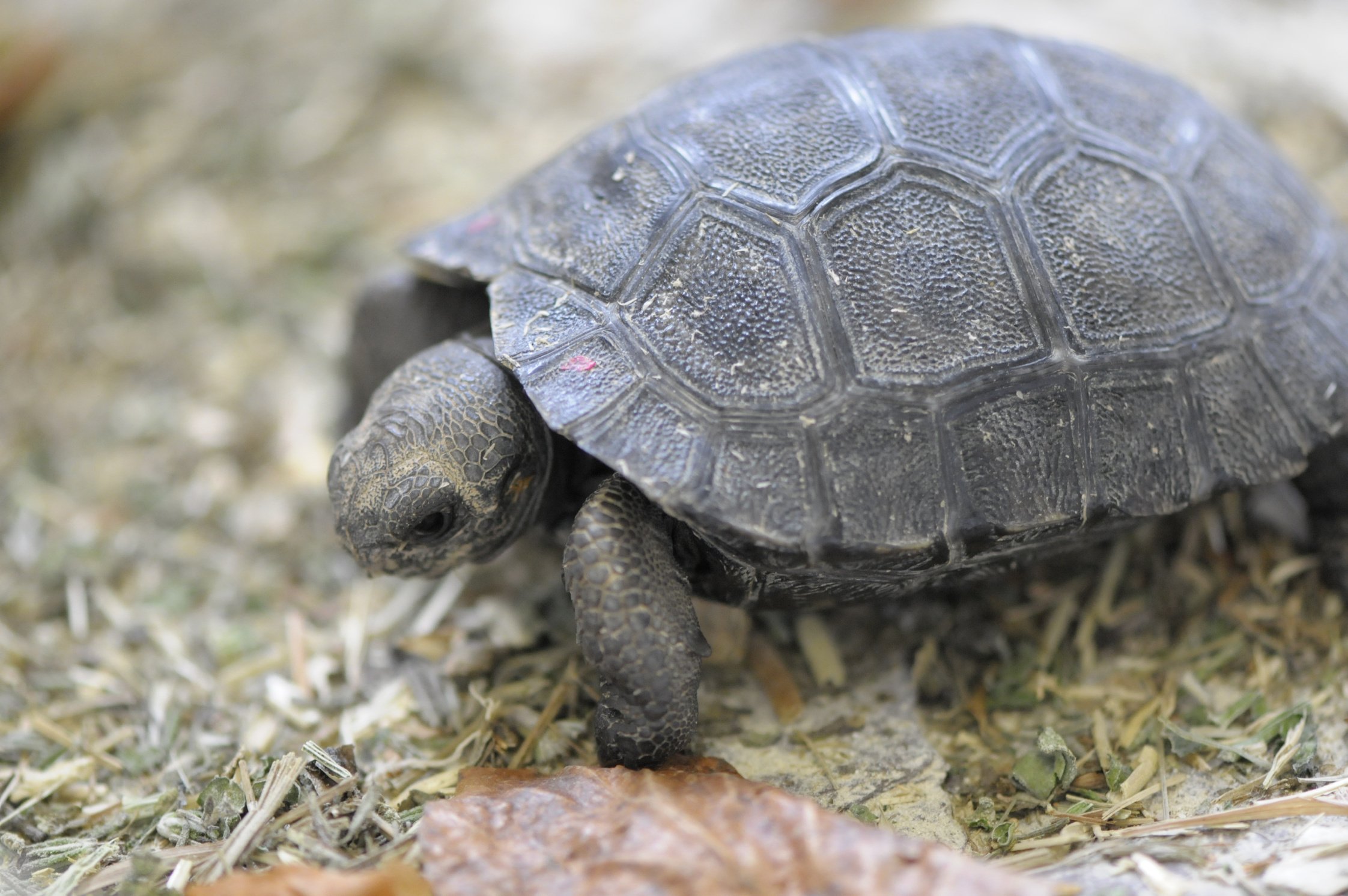 Old-turtle-6.jpg