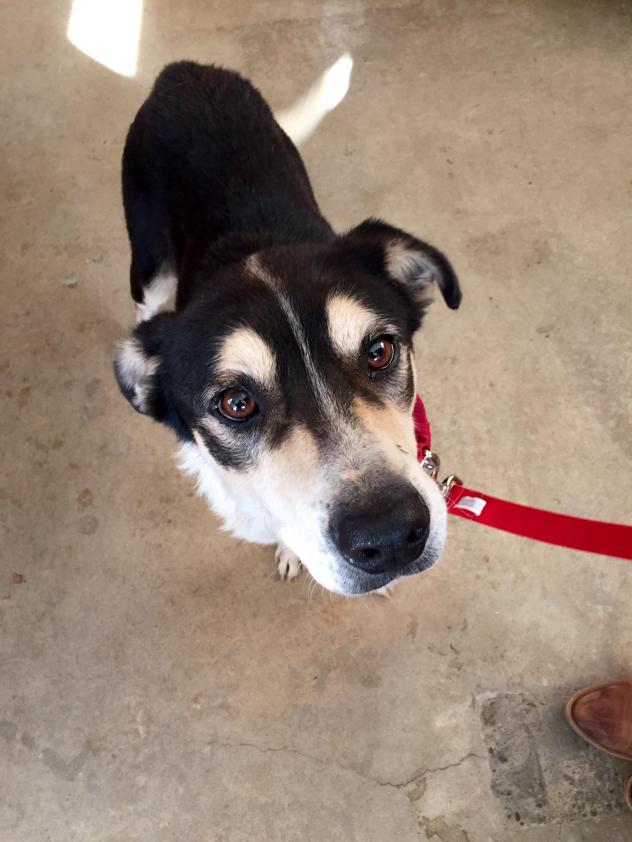 Oreo-Dog-Adopt-1.jpg
