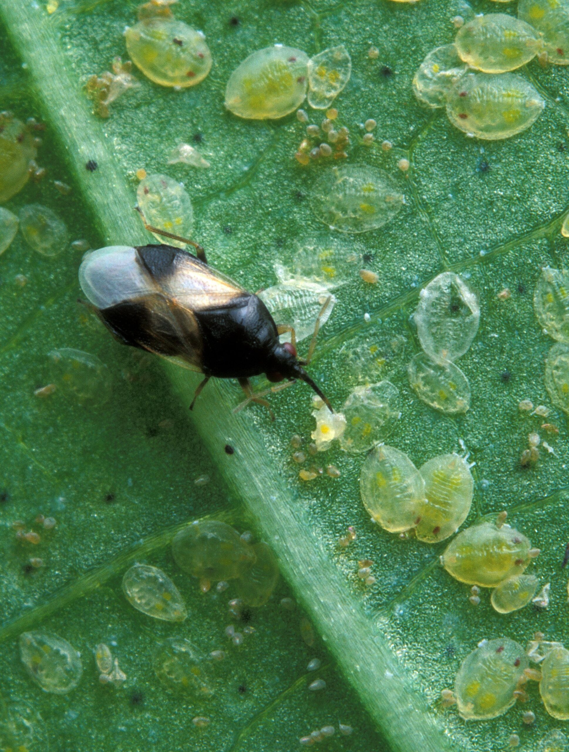 Orius_insidiosus_from_USDA_2-1.jpg
