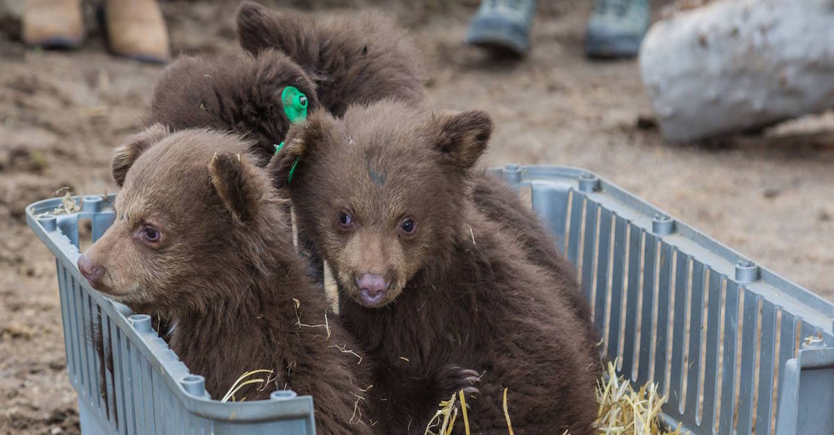 Orphan Bears Feature 2