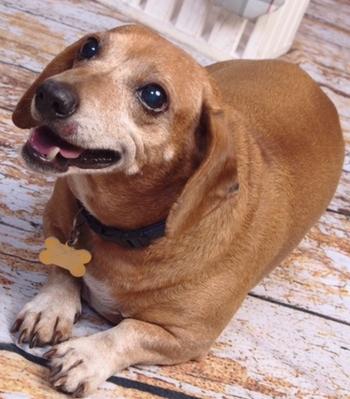 Oscar-Mayer.jpg