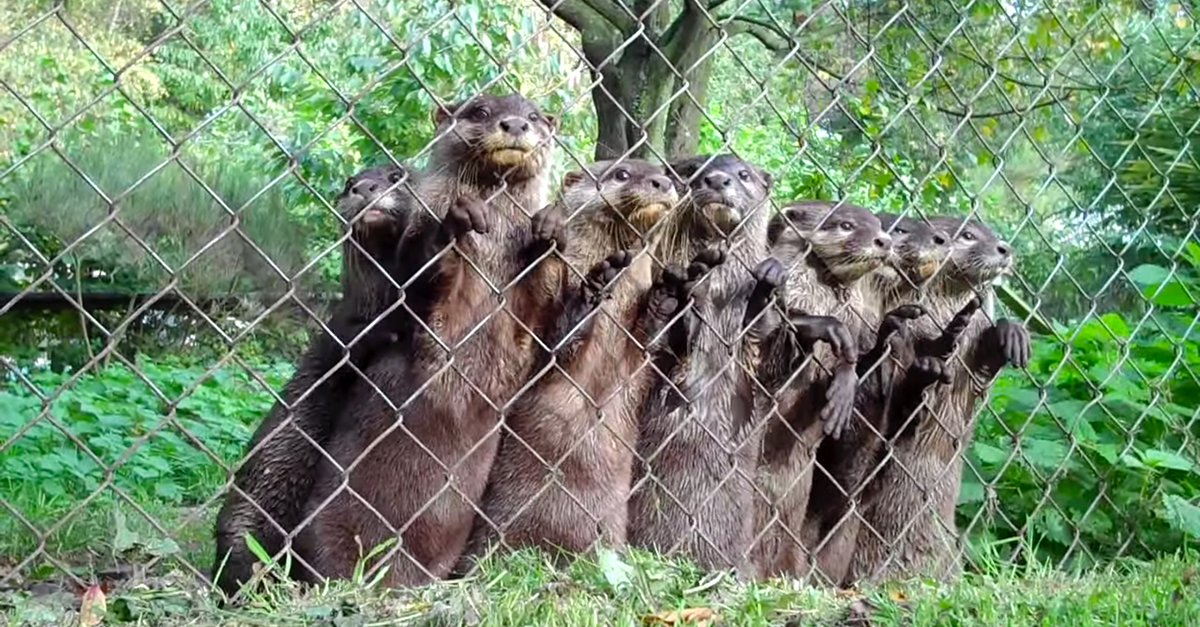 Otter Excitement