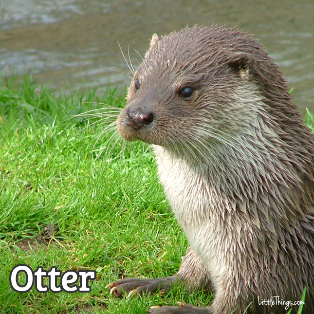 Otter_645x645.jpg