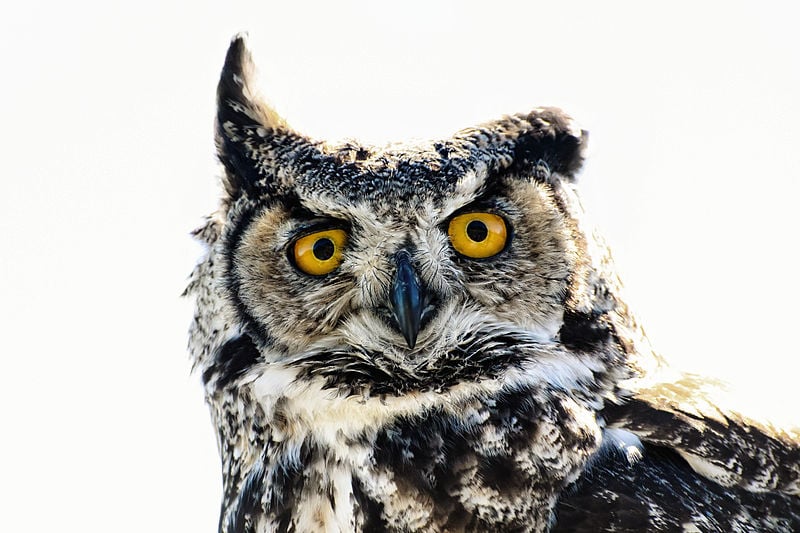 Owl-Rescue-1.jpg