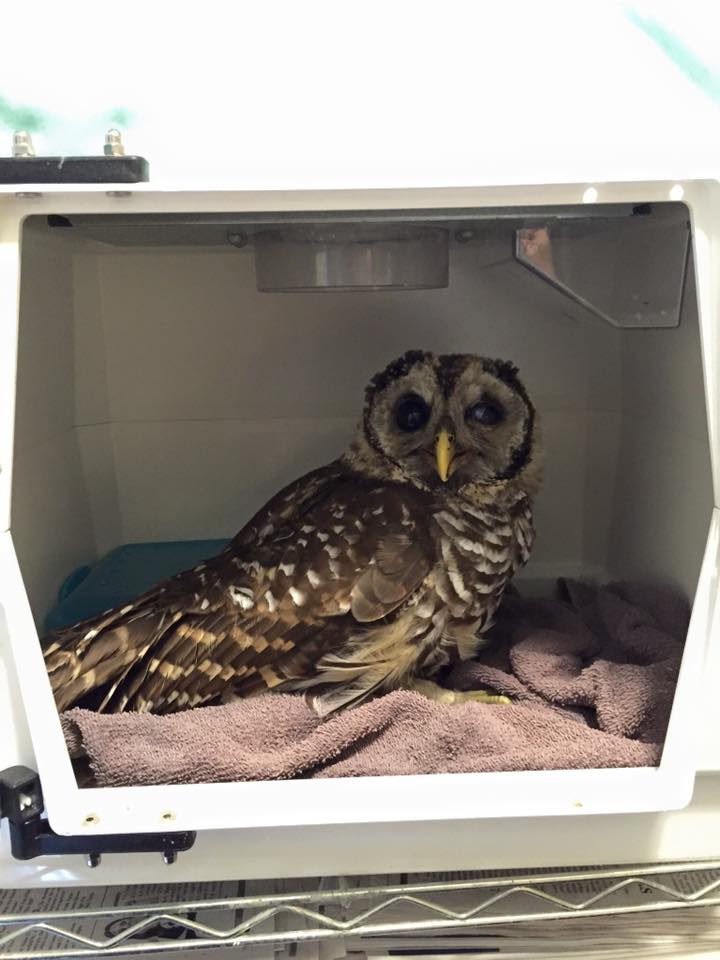 Owl-Rescue-2.jpg