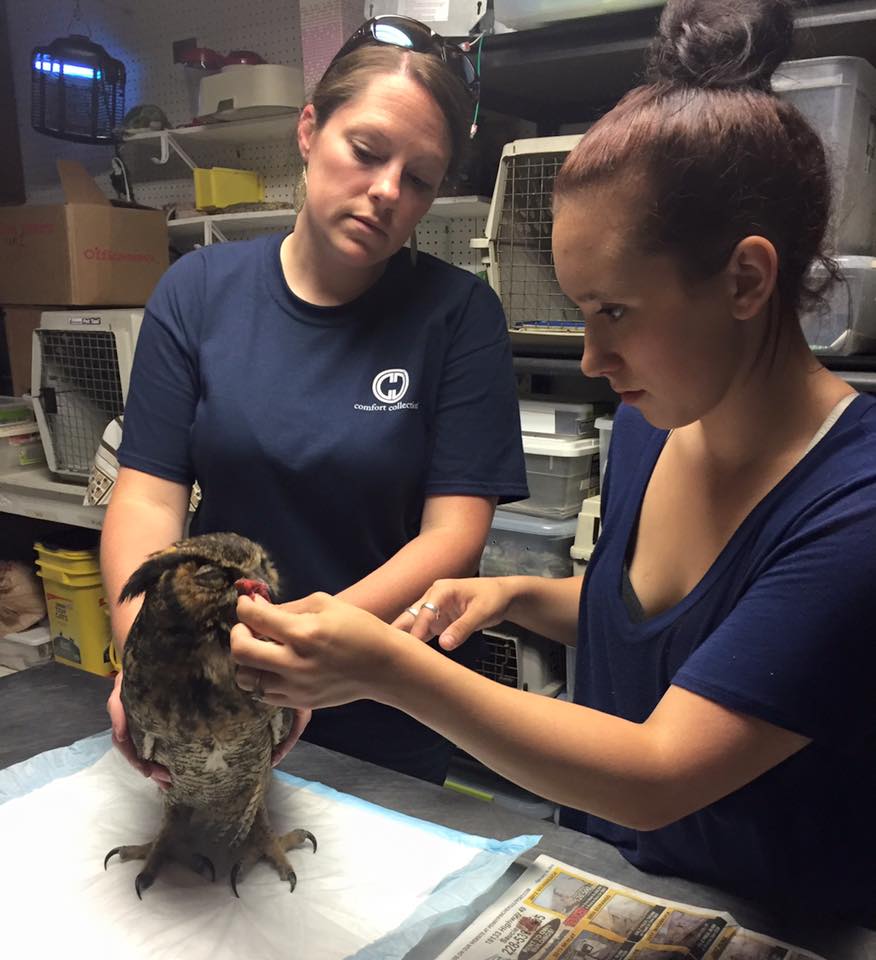 Owl-Rescue-3.jpg