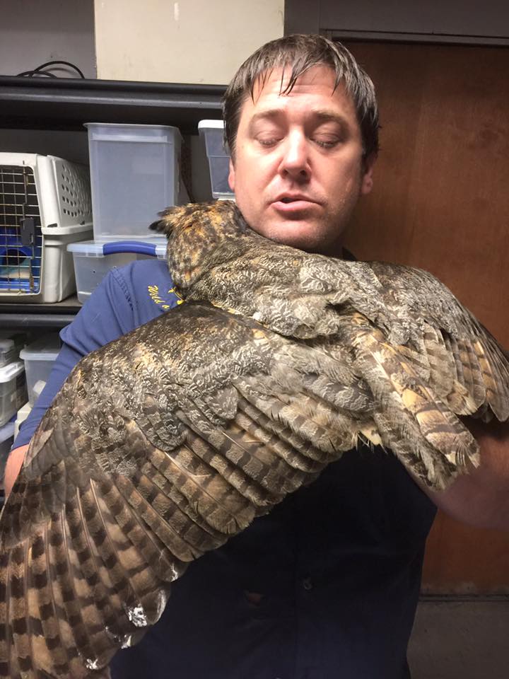 Owl-Rescue-5.jpg