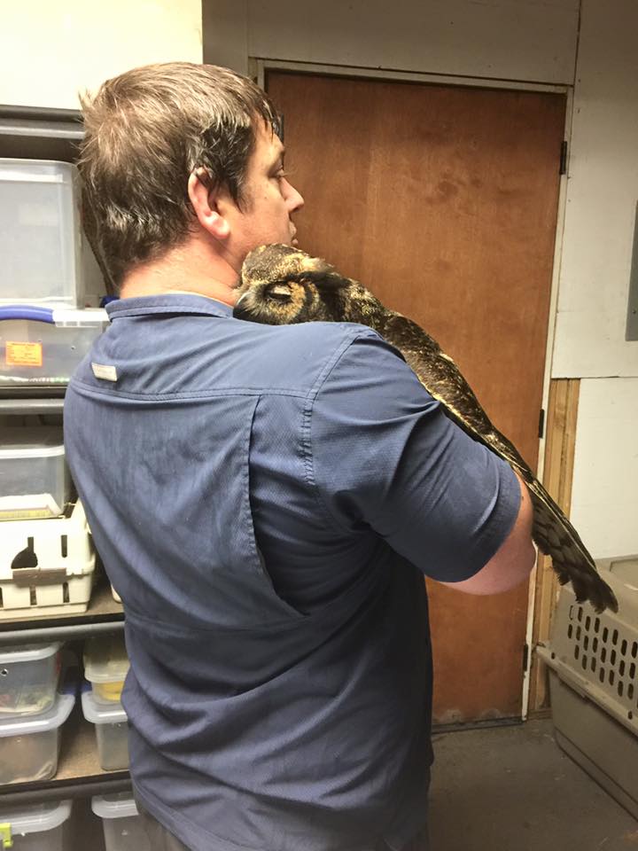 Owl-Rescue-6.jpg