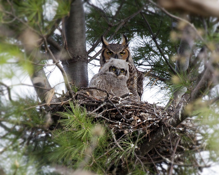 Owl-Rescue-7.jpg