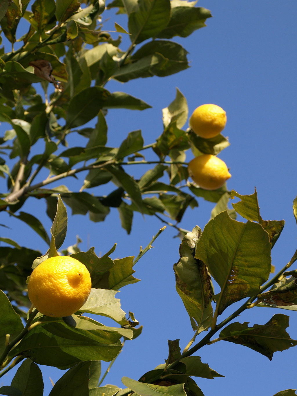 P2101990lemon.jpg
