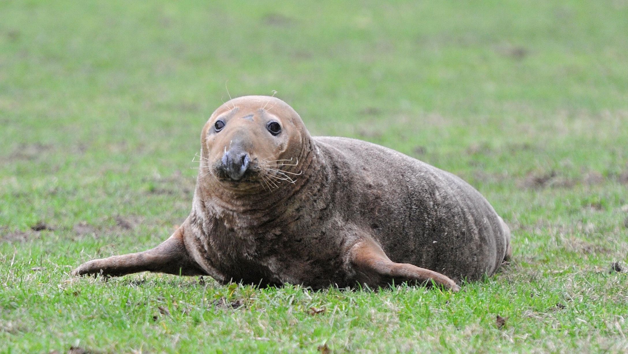 PAY-Grey-seal-2.jpg