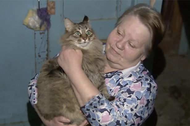 PAY-Hero-cat.jpg