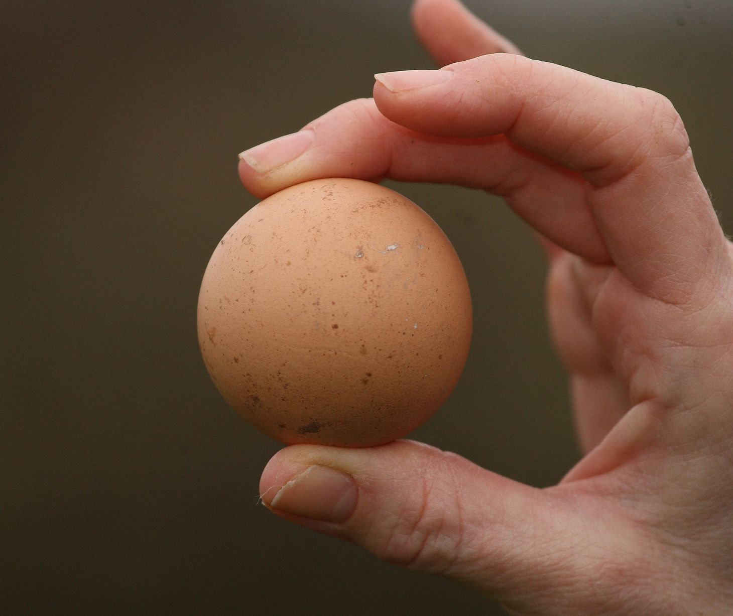 PAY-Round-Egg.jpg