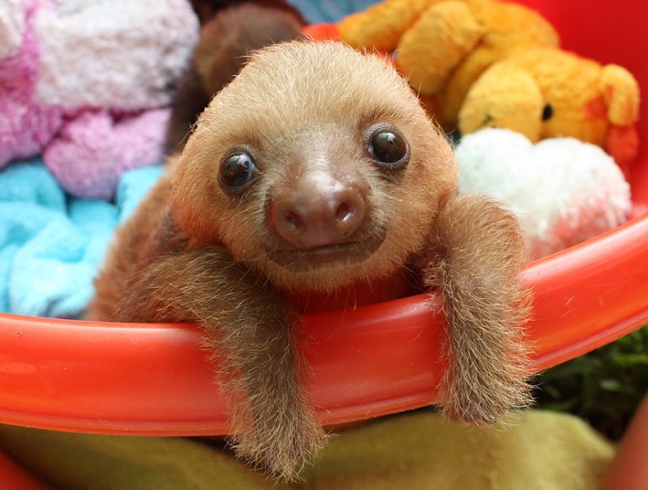 POTD_sloth_2715795k-1-1.jpg