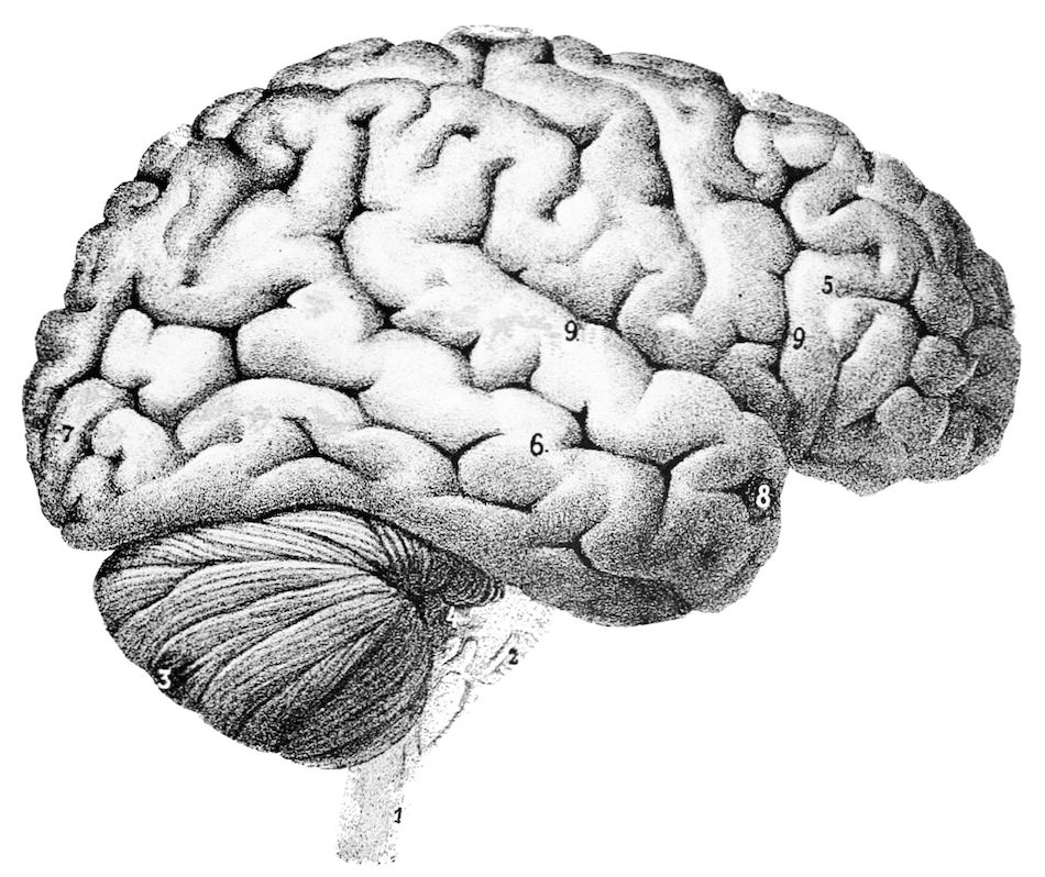 PSM_V46_D167_Outer_surface_of_the_human_brain.jpg