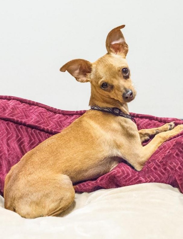 Paco-The-Dog-Adoption-1.jpg