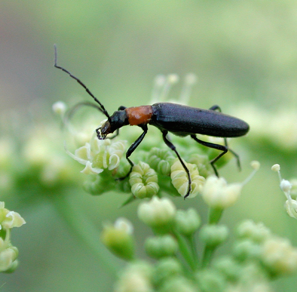 Parsley_beetle_73771.jpg