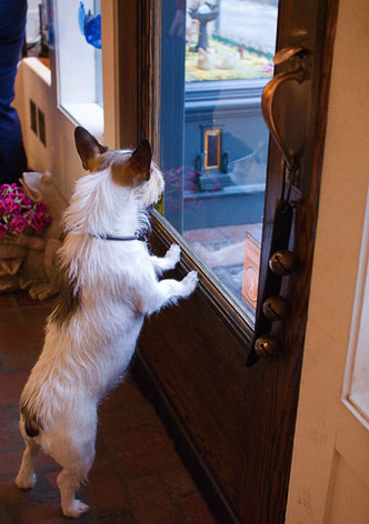 PeaceableWithDogUse.jpg