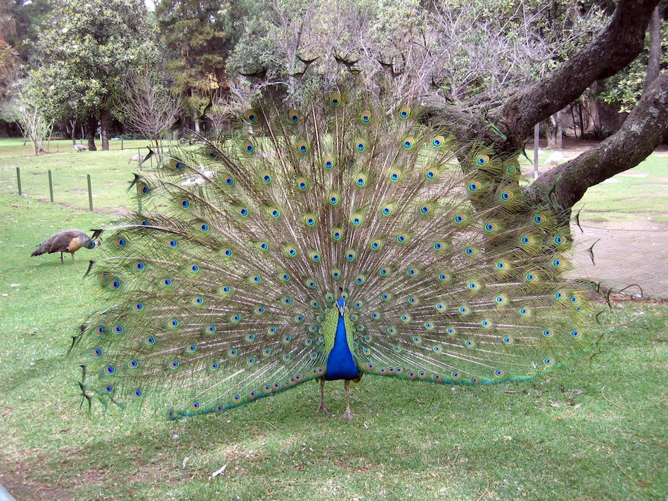 Peacock-1.jpg