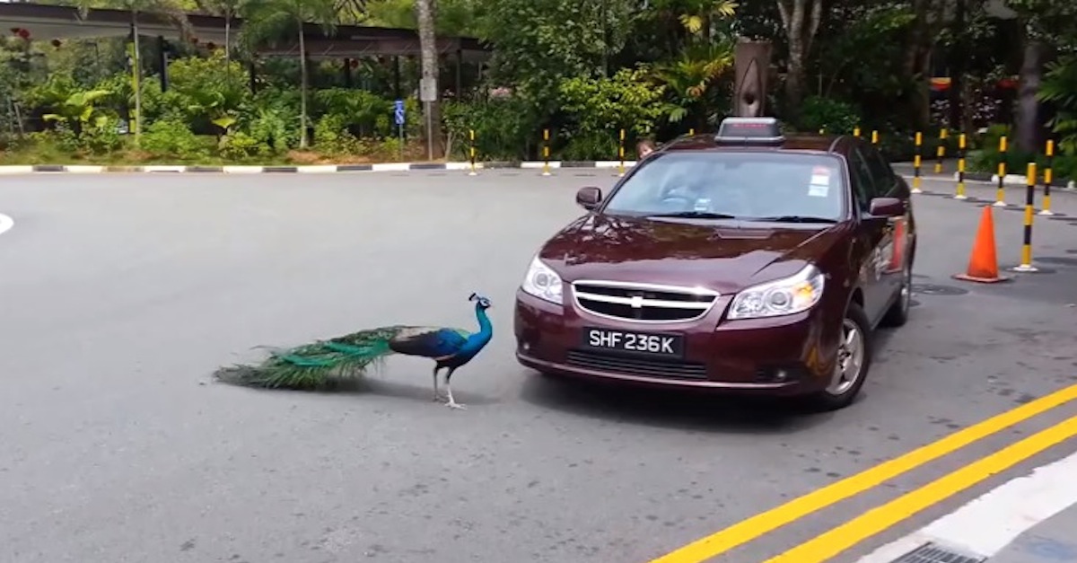 Peacock Attacks Car Funny