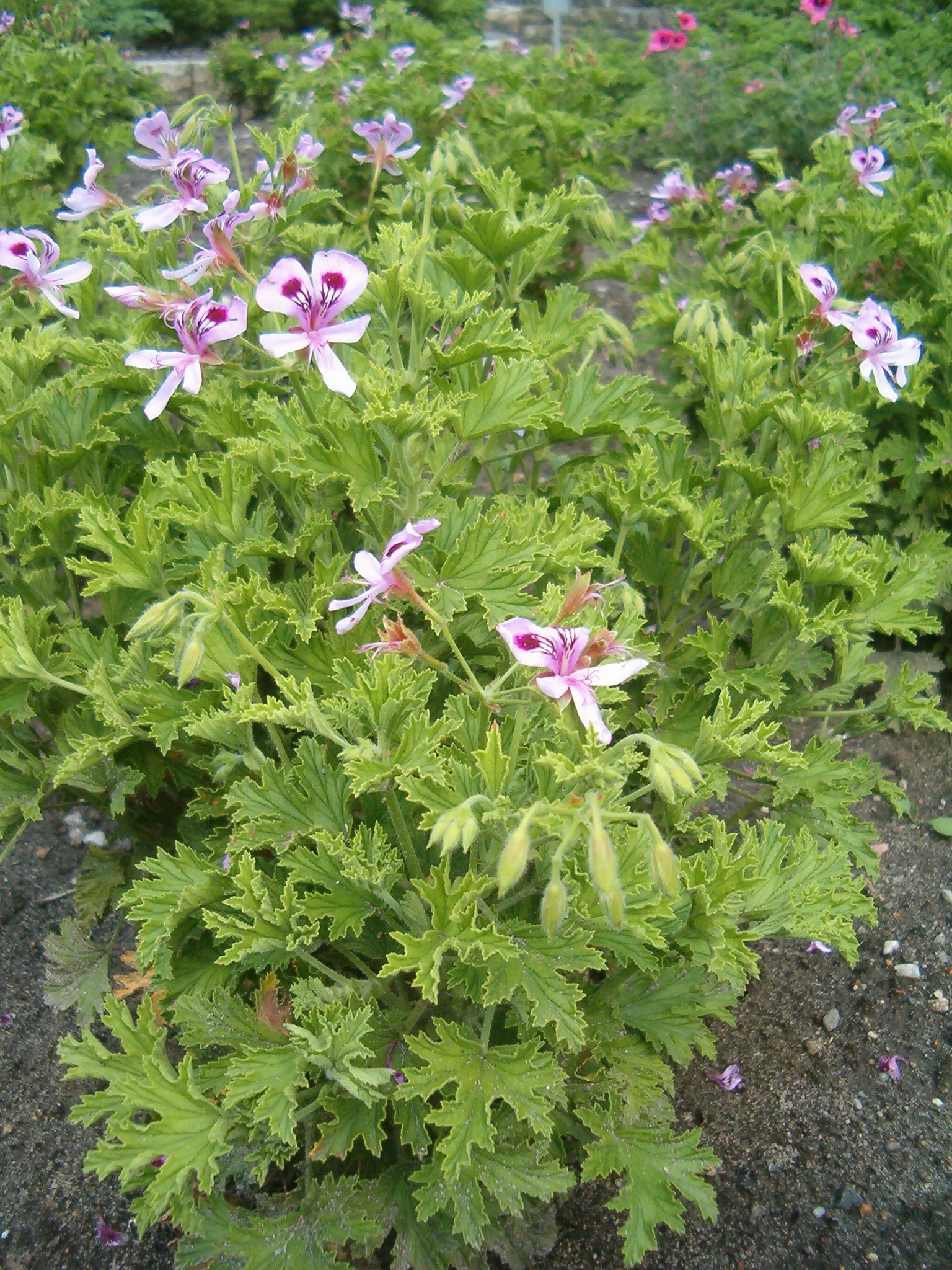 Pelargonium_Cultivar_Citronella_BotGardBln07122011B.jpg