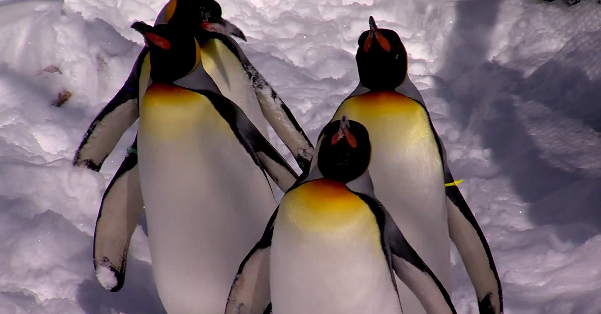 Penguins Love Snow