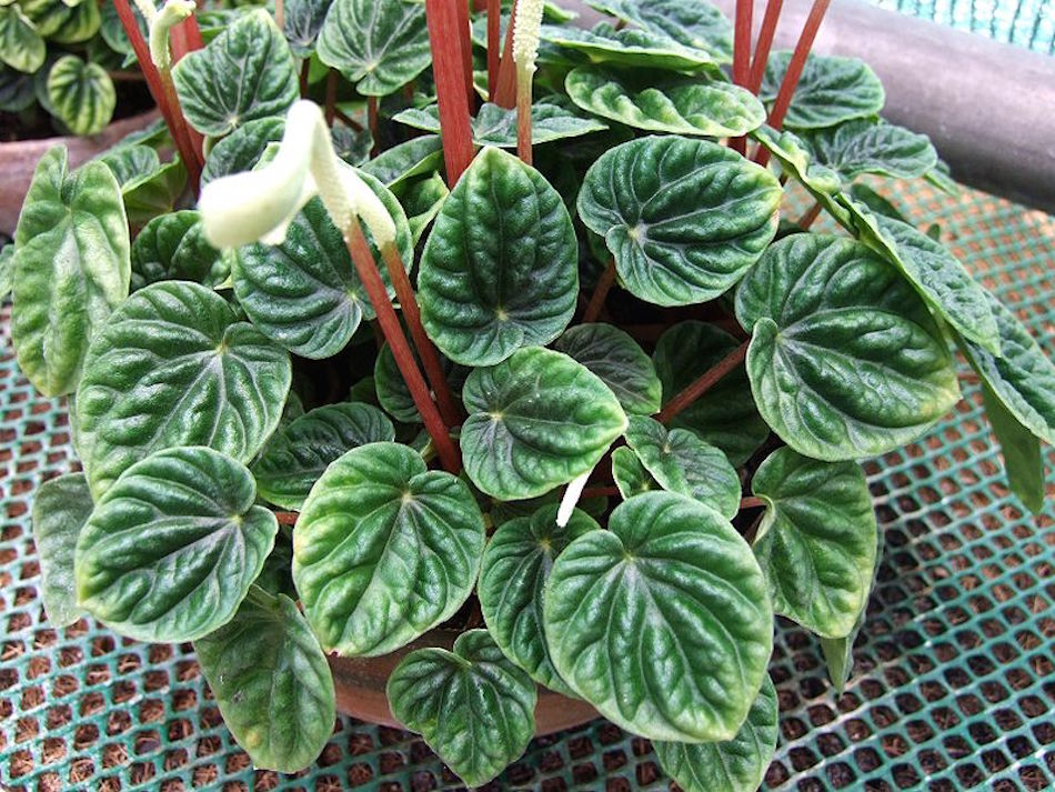 Peperomia.jpg