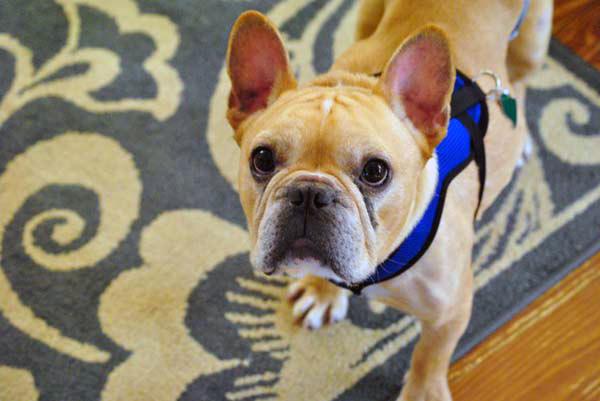 Percy-adopt-dog.jpg Percy-adopt-dog.jpg