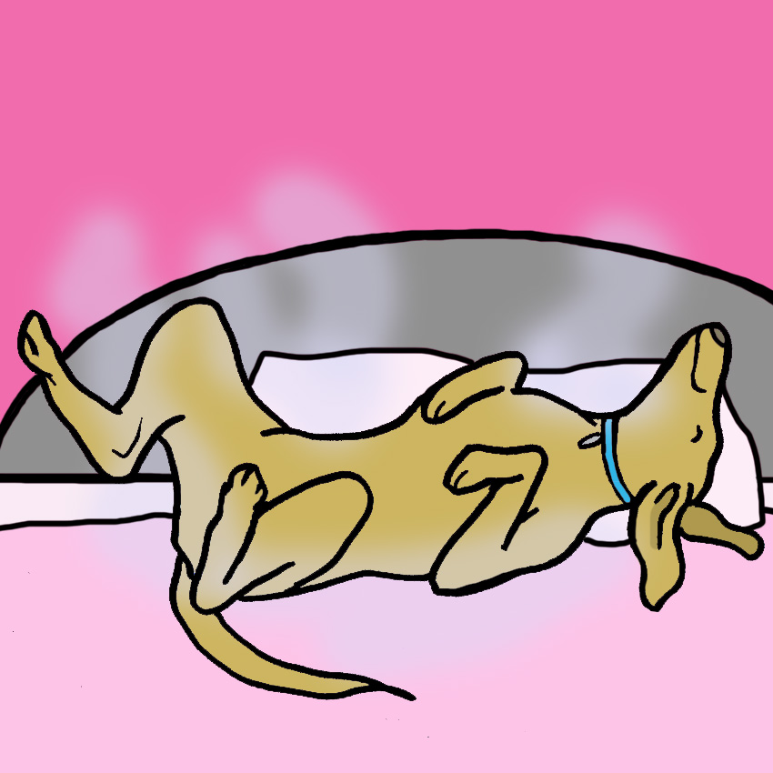 Pet-Dander.jpg Pet-Dander.jpg