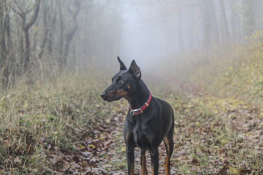 Pet Meadow Doberman Dog Pinscher Field Autumn