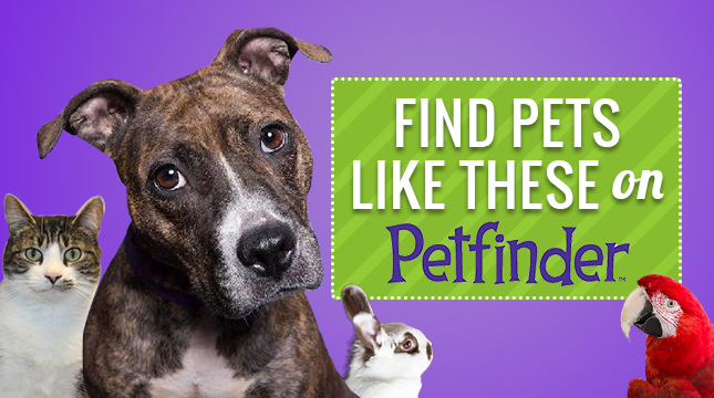 Petfinder-Logo-1-1.jpg