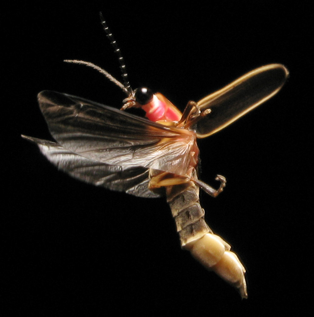 Photinus_pyralis_Firefly_2.jpg