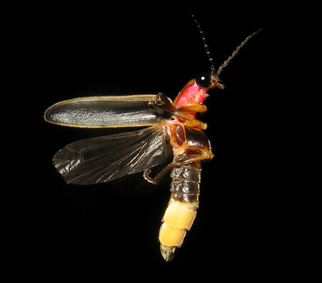 Photinus_pyralis_Firefly_3.jpg