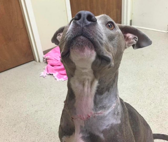 Pibble-1-1.jpg