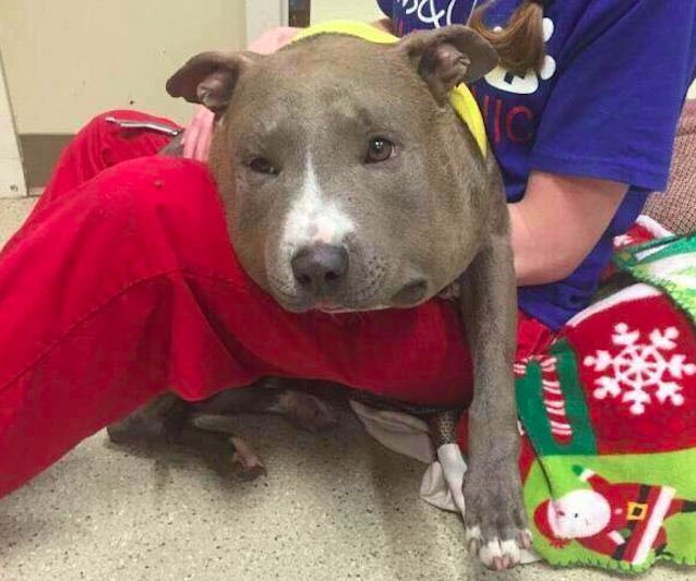 Pibble-2.jpg
