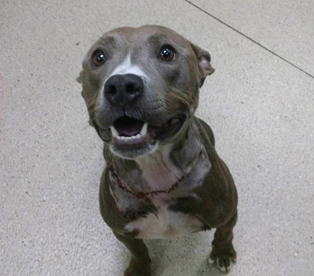 Pibble-3-1.jpg