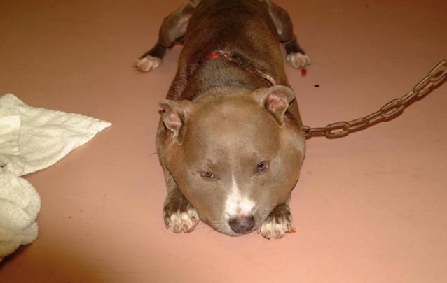 Pibble-4.jpg Pibble-4.jpg