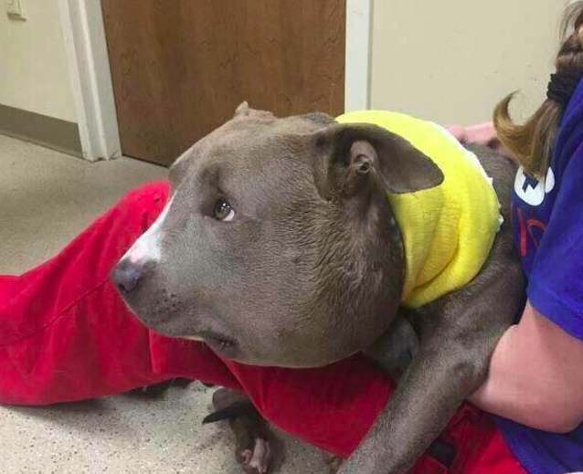 Pibble-5.jpg