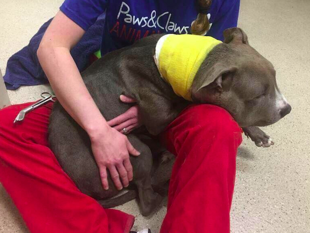 Pibble-6.jpg