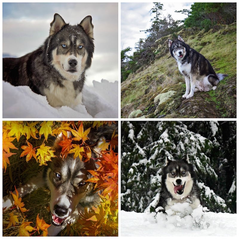 PicMonkey-Collage7-4.jpg