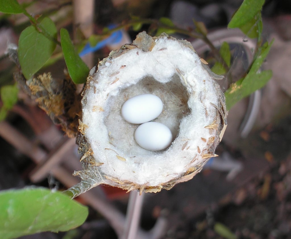 Pirane__Pirane_Formosa_Picaflor_Garganta_Blanca_Leucochloris_albicollis_White-throated_Hummingbird_4.jpg