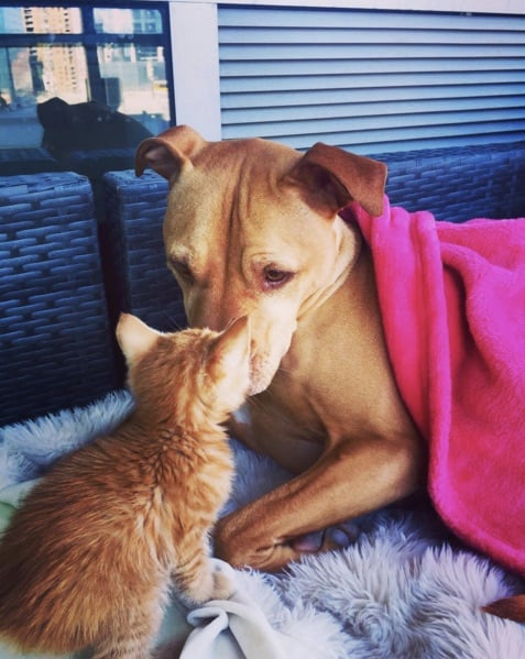 Pit-Bull-And-Cat-1.jpg