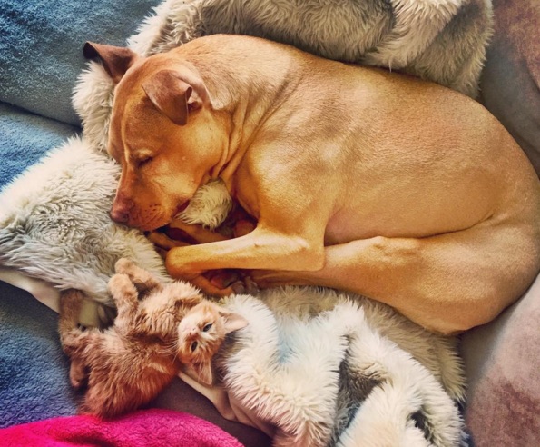 Pit-Bull-And-Cat-2.jpg