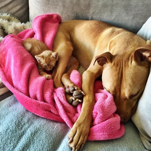 Pit-Bull-And-Cat-3.jpg