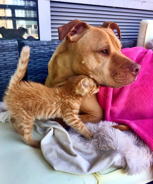 Pit-Bull-And-Cat-4.jpg