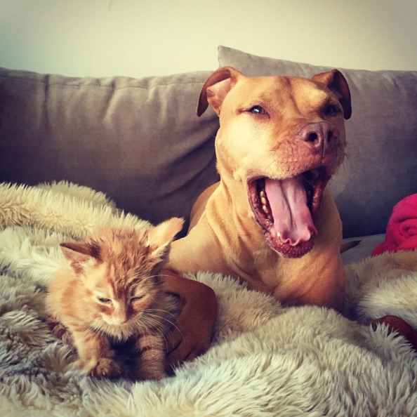 Pit-Bull-And-Cat-6.jpg
