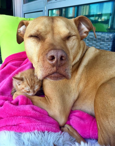 Pit-Bull-And-Cat-7.jpg