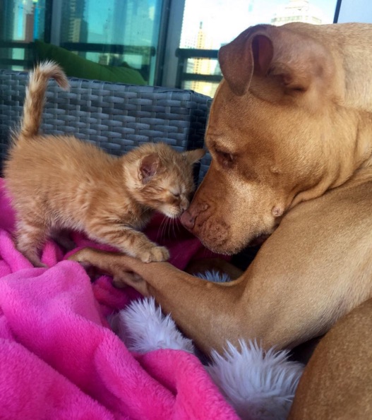 Pit-Bull-And-Cat-8.jpg