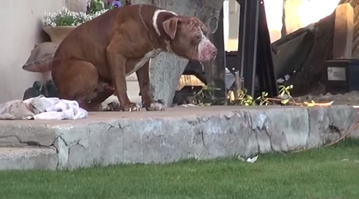 Pitbull-Rescued-2.jpg